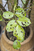 Attack of Marsonia and Otiorhynchus on a rose bush