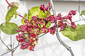 Trumpet Honeysuckle 'Dropmore Scarlet', Lonicera brownii 'Dropmore Scarlet'