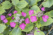 Hydrangea aspera Villosa, inflorescence