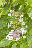 Hydrangea macrophylla normalis 'Geoffrey Chadbund', inflorescence