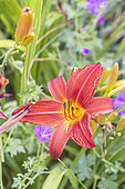 Hemerocallis 'Baja', Hybridizer : Durio 1974, flower