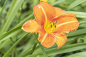 Hemerocallis 'Matthew Kaskel', Hybridizer : Smith 2007, flower