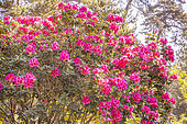 Rhododendron 'Anna Rose Withney', in bloom