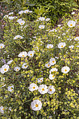 Ciste, Cistus x obtusifolius, in bloom