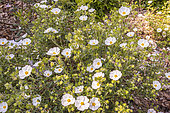 Ciste, Cistus x obtusifolius, in bloom