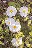 Ciste, Cistus x obtusifolius, flowers