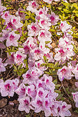 Azalea 'Ho Oden', Azalea japonica 'Ho Oden', flowers