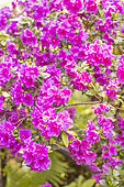 Rhododendron obtusum 'Amoenum', flowers