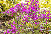 Rhododendron obtusum 'Amoenum', in bloom