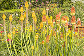 Tritoma 'Royal Castle', Kniphofia 'Royal Castle', in bloom