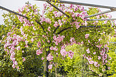 Rosa 'Rush Rambler', Breeder: Lens (BEL) 1983, in bloom