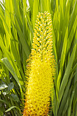 Foxtail lily, Eremurus stenophyllus, flowers