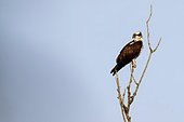 Osprey (Pandion haliaetus) watching over its nest on the Loire near La Charité sur Loire, in May, Nièvre, France