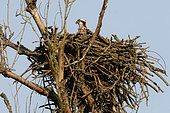 Female Osprey (Pandion haliaetus) in her nest at dawn on the Loire near La Charité sur Loire, May, Nièvre, France