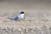 Little tern (Sternula albifrons) male about to make an offering to his female, Loire bank, Loire Valley, France