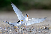Pair of Little Terns (Sternula albifrons) on a nesting beach in May. Loire Valley, France