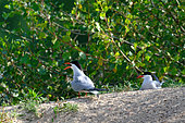Common Tern (Sterna hirundo) on a beach of the Loire in May, Loire Valley, France