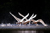Mute Swans (Cygnus olor) taking off from the Loire, near Cosne-sur-Loire, Nièvre, France