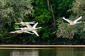 Flight of Mute Swans (Cygnus olor) over the Loire towards Pouilly-sur-Loire, Nièvre, France