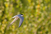 Little Tern (Sternula albifrons) on a willow background on an islet in the Loire, Loire Valley, France