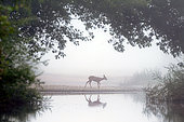 Roe deer (Capreolus capreolus) in the fog on the banks of a side branch of the Loire near Pouilly-sur-Loire, Nièvre, France