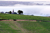 Pouilly-sur-Loire church seen from the Pouilly vineyards in May, Nièvre, France