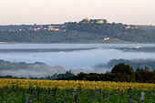 Hill of Sancerre (Cher) seen from the vineyards of Pouilly (Nièvre) in May, France