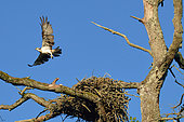 Female Osprey (Pandion haliaetus) flying from her nest on the Loire near La Charité sur Loire, May, Nièvre, France