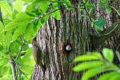 Green Woodpecker (Picus viridis) female feeding her young at the lodge, near Cosne-sur-Loire, Nièvre, France