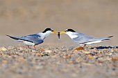Little tern (Sternula albifrons), male (right) offering a fish to the female (left), Loire Valley, France