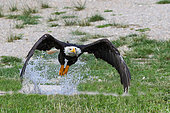 Adult Bald Eagle (Haliaeetus leucocephalus) catching a fish in the water, USA