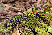 Marbled newt (Triturus marmoratus) in terrestrial phase on moss, Finistère, France