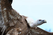 Griffon vulture (Gyps fulvus) adult in flight late afternoon returning to the cliffs, Monfragüe NP, Spain