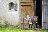 Swiss Rhaetian Grey Cow emerging from a barn - Jura Vaudois - Switzerland