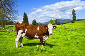 Montbéliarde cow on a mountain pasture in Haut-Doubs, France