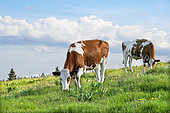 Montbéliarde cows in a mountain pasture on a spring evening, Haut-Doubs, France