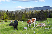 Montbéliarde and Aberdeen Angus cows in a mountain pasture on a spring evening, Haut-Doubs, France