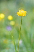 Wild European globeflower (Trollius europaeus) on a rainy spring evening, Doubs, France