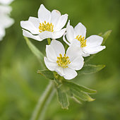 Narcissus Anemone (Anemone narcissiflora) near a mid-mountain cliff, Jura Vaudois, Switzerland