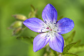 Close-up of a Geranium sylvaticum flower in spring, Doubs, France
