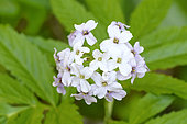 Pinnate Coralroot (Cardamine heptaphylla) in a mid-mountain forest, Doubs, France