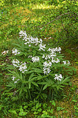 Pinnate Coralroot (Cardamine heptaphylla) in a mid-mountain forest, Doubs, France
