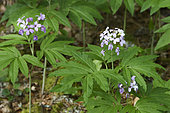 Pinnate Coralroot (Cardamine heptaphylla) in a mid-mountain forest, Doubs, France