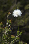 Tussock Cottongrass (Eriophorum vaginatum) growing with Heather in the Tourbière Bombée de Frasne, Haut-Doubs, France