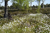Tussock Cottongrass (Eriophorum vaginatum) and peat lantern in the domed bog of Frasne, Haut-Doubs, France