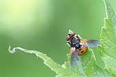 Ladybird fly (Gymnosoma rotundatum) on a Giant hogweed leaf (Heracleum mantegazzianum) on a spring evening, Auvergne, France