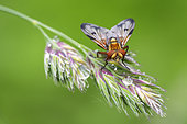 Tachinid fly (Ectophasia crassipennis) posed on a poacea after a spring shower, Auvergne, France
