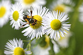 Tachinid fly (Ectophasia crassipennis) foraging on a wild aster flower at the edge of a forest in late spring, Auvergne, France