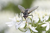 Tachinid fly (Exorista rustica) seen from the front with its proboscis clearly visible, Auvergne, France