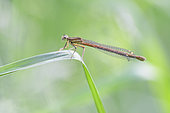 Damslfly (Platycnemis acutipennis) near a forest pond on a spring evening, Auvergne, France